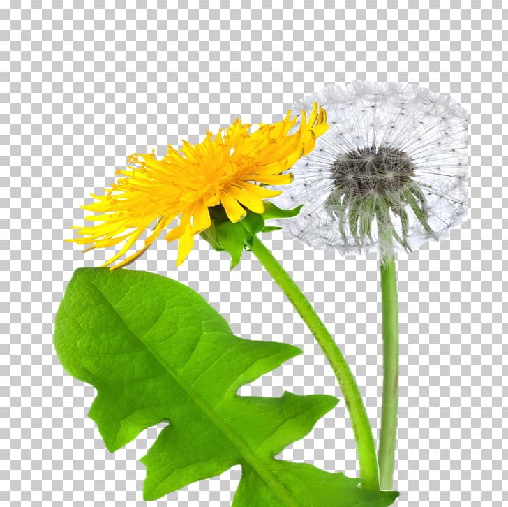 Dandelion Computer Icons Digital PNG, Clipart, Annual Plant, Bud, Calendula, Computer Icons, Daisy Free PNG Download