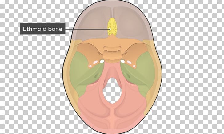 Ethmoid Bone Skull Sphenoid Bone Cranial Cavity PNG, Clipart, Axial Skeleton, Base Of Skull, Bone, Cranial Cavity, Ear Free PNG Download