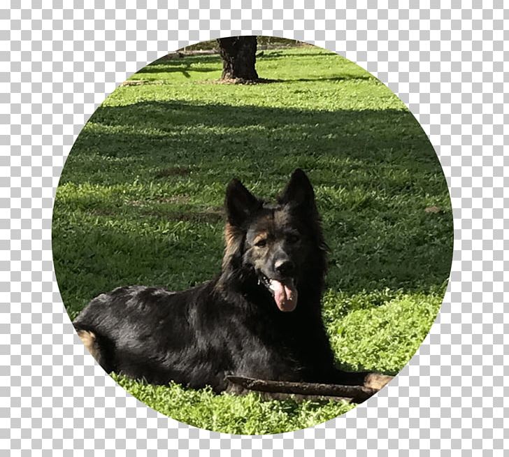 German Shepherd King Shepherd Shiloh Shepherd Dog Obedience Training Dog Breed PNG, Clipart, Breed, Dog, Dog Breed, Dog Breed Group, Dog Like Mammal Free PNG Download