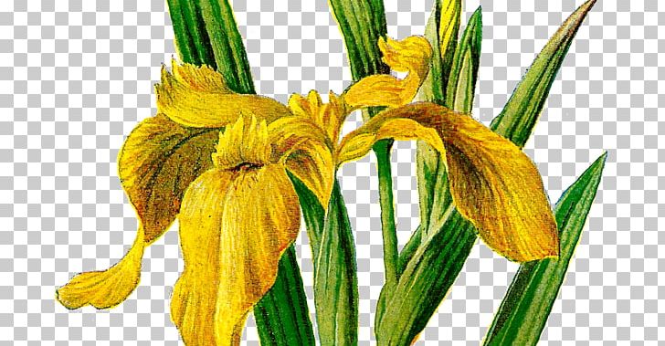 Iris Pseudacorus Wildflower Iris Versicolor PNG, Clipart, Botany, Clip Art, Commodity, Cut Flowers, Drawing Free PNG Download