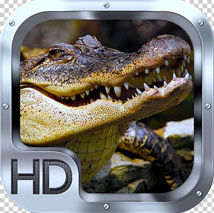 Crocodile Desktop High-definition Television Display Resolution High-definition Video PNG, Clipart, 4k Resolution, 1080p, Animals, Crocodile, Crocodile Farm Free PNG Download