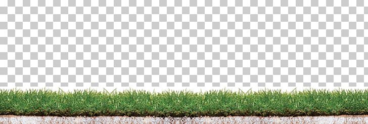 Crop Lawn Grassland Grasses Family PNG, Clipart, Agriculture, Big, Commodity, Crop, Family Free PNG Download