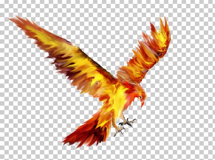 Phoenix Bird Tattoo Sketch Drawing PNG, Clipart, Accipitriformes, Beak, Bird, Bird Of Prey, Deviantart Free PNG Download