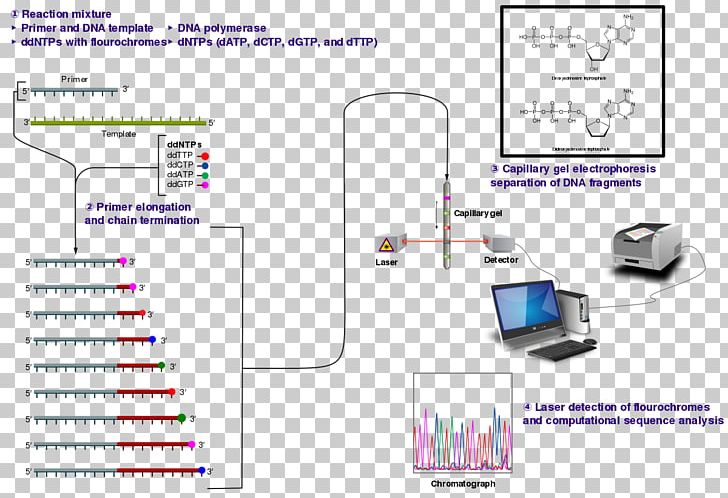 Sanger Sequencing DNA Sequencing Dideoxynucleotide PNG, Clipart, Angle, Area, Biology, Capillary Electrophoresis, Diagram Free PNG Download