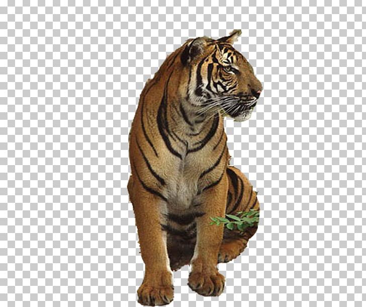 Tiger Lion U72eeu5b50u4e0eu8001u864e PNG, Clipart, Animal, Animals, Big Cat, Big Cats, Carnivoran Free PNG Download