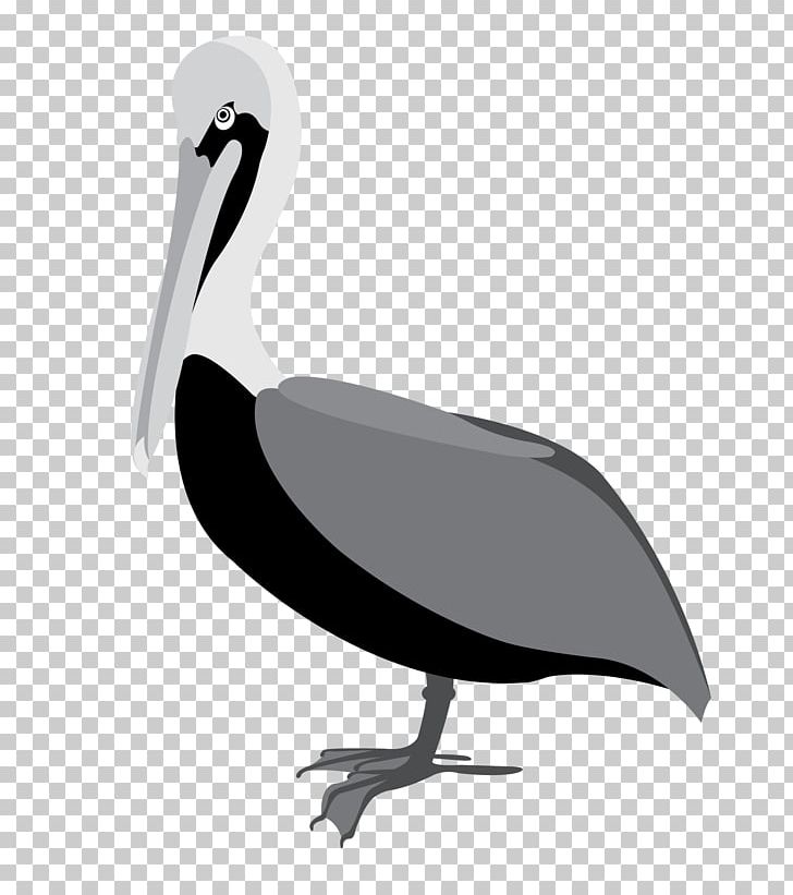 Water Bird American White Pelican PNG, Clipart, Accordion, American White Pelican, Beak, Bird, Black And White Free PNG Download