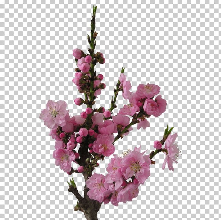 Floral Design PNG, Clipart, Art, Birdandflower Painting, Blossom, Branch, Cherry Blossom Free PNG Download