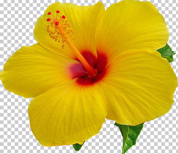 Hawaii Desktop Hibiscus PNG, Clipart, Annual Plant, Chinese Hibiscus, Clip Art, Desktop Wallpaper, Flower Free PNG Download