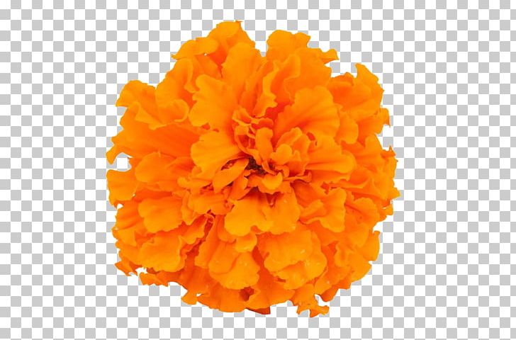 Mexican Marigold Calendula Officinalis Flower PNG, Clipart, Chrysanthemum, Euclidean Vector, Fig Photography, Flowers, Food Photography Free PNG Download