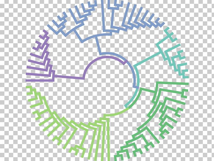 Molecular Evolution Phylogenetic Tree Molecular Biology Phylogenetics PNG, Clipart, Area, Biology, Circle, Diagram, Evolution Free PNG Download