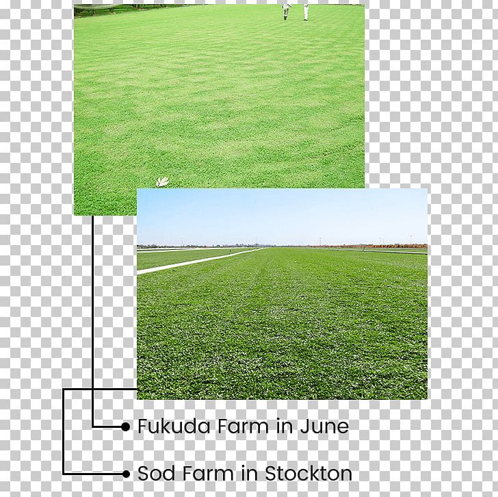 Lawn Groundcover Artificial Turf Irrigation Association Garden PNG, Clipart, Alternative Dns Root, Angle, Artificial Turf, Energy, Field Free PNG Download