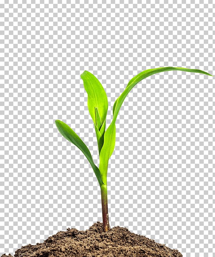 Maize Seedling Business Agriculture PNG, Clipart, Agriculture, Baby Corn, Business, Businesstobusiness Service, Cereal Free PNG Download