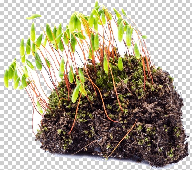 Soil Lawn Seed Sowing Plant PNG, Clipart, Bag, Flowerpot, Food Drinks, Garden, Grass Free PNG Download