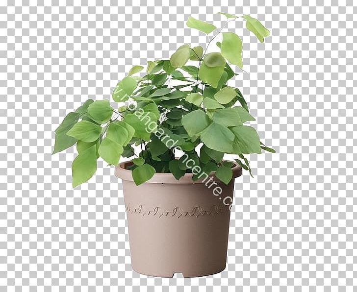 Aglaia Odorata Flowerpot Maidenhair Fern Nephrolepis Exaltata PNG, Clipart, Adiantum Peruvianum, Aglaia, Aglaia Odorata, Chinese Evergreens, Fern Free PNG Download