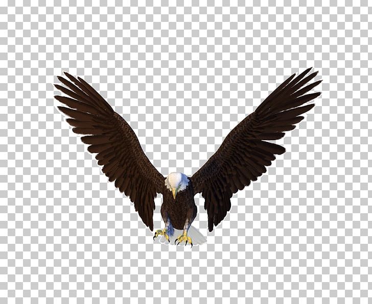 Bald Eagle PNG, Clipart, Accipitriformes, Animals, Bal, Beak, Bird Free PNG Download
