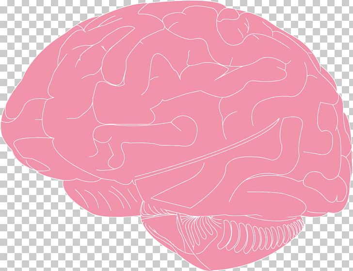 Brain PNG, Clipart, Art, Brain, Brain Anatomy, Cartoon, Drawing Free PNG Download