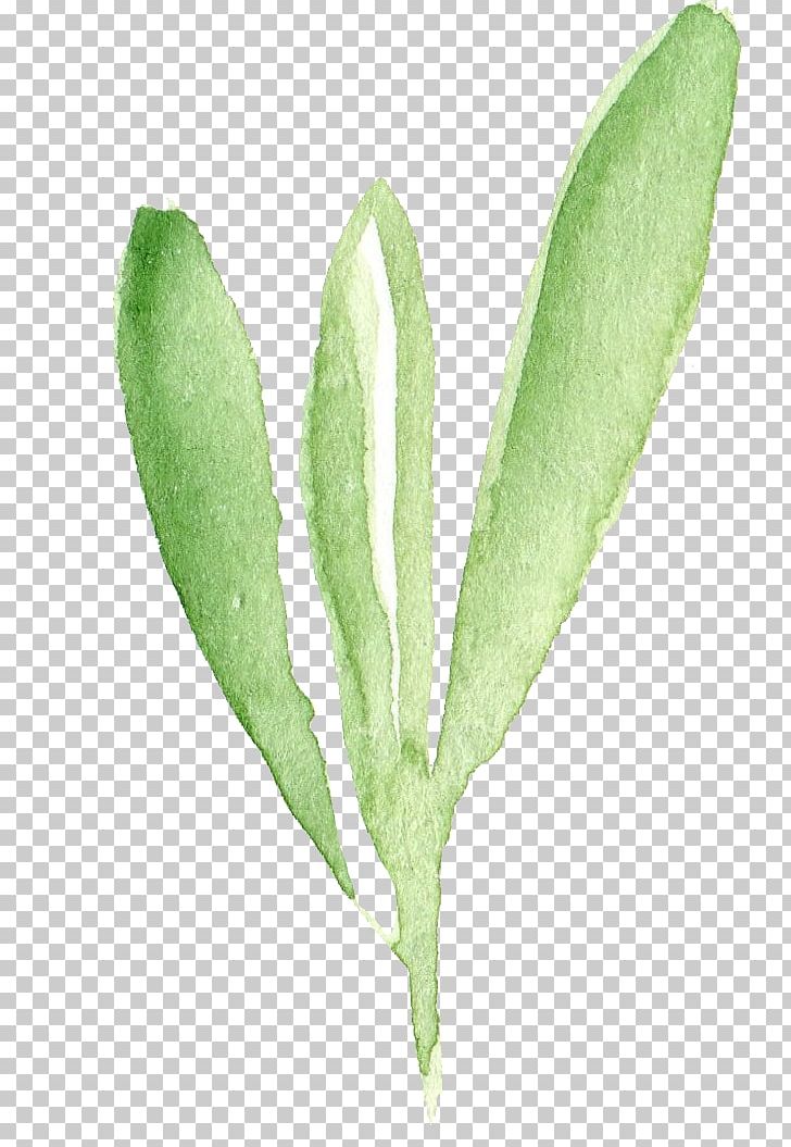 Green Leaf PNG, Clipart, Download, Euclidean Vector, Fall Leaves, Flower, Flowers Free PNG Download