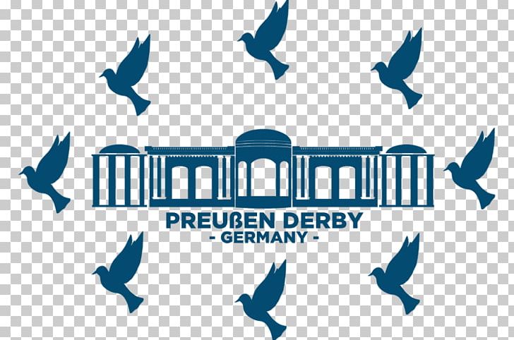 Homing Pigeon Prussia Fancy Pigeon Columbidae Derby PNG, Clipart, Amazing Race Season 3, Beak, Blue, Brand, Columbidae Free PNG Download
