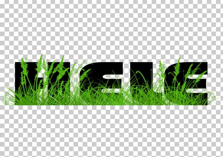 Lawn Meadow Green Graphics Grasses PNG, Clipart, Family, Grass, Grasses, Grass Family, Green Free PNG Download