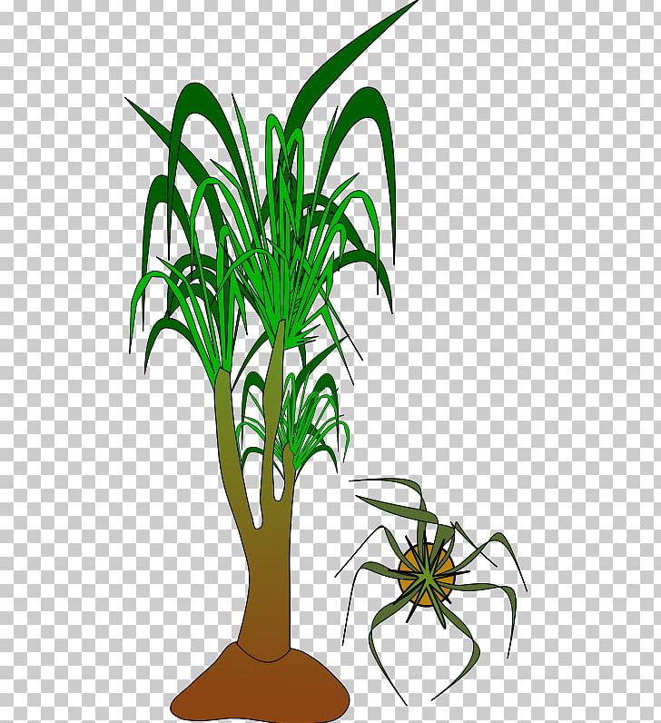 Arecaceae Nolina Plant Grasses PNG, Clipart, Arecaceae, Arecales, Cassava, Computer Icons, Desktop Wallpaper Free PNG Download