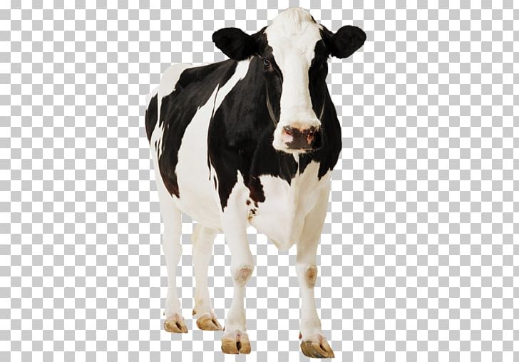 Holstein Friesian Cattle Standee Paperboard Easel Poster PNG, Clipart, Calf, Cardboard, Cattle, Cattle Like Mammal, Cow Free PNG Download