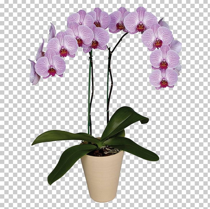 Moth Orchids Houseplant Flower Garden Roses PNG, Clipart, Artificial Flower, Blossom, Boat Orchid, Botany, Cattleya Free PNG Download