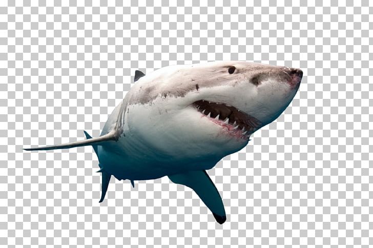 Portable Network Graphics Great White Shark Bull Shark Desktop PNG, Clipart, Big White Shark, Bull Shark, Cartilaginous Fish, Computer Software, Desktop Wallpaper Free PNG Download