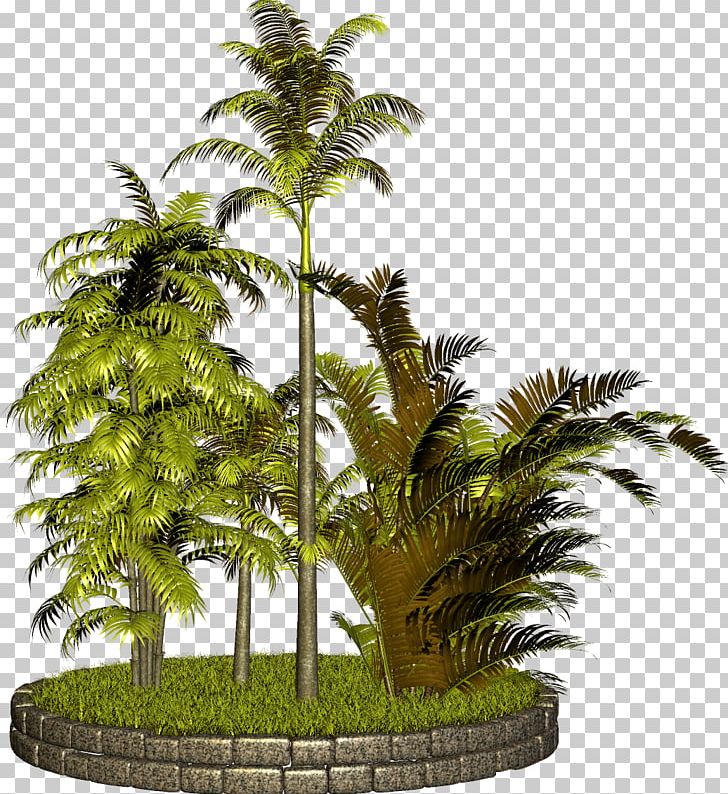 Tree Arecaceae PNG, Clipart, Arecaceae, Arecales, Coconut Tree, Date Palm, Evergreen Free PNG Download