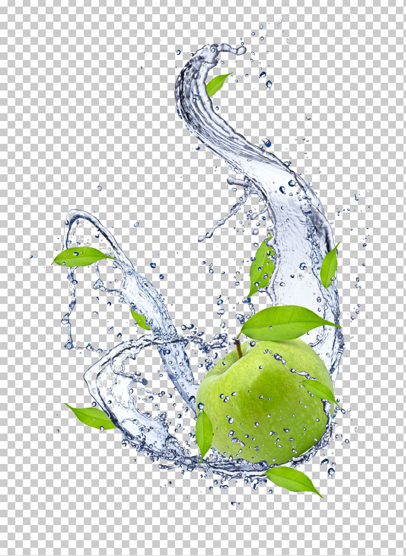 Water Plant Liquid PNG, Clipart, Liquid, Plant, Water Free PNG Download