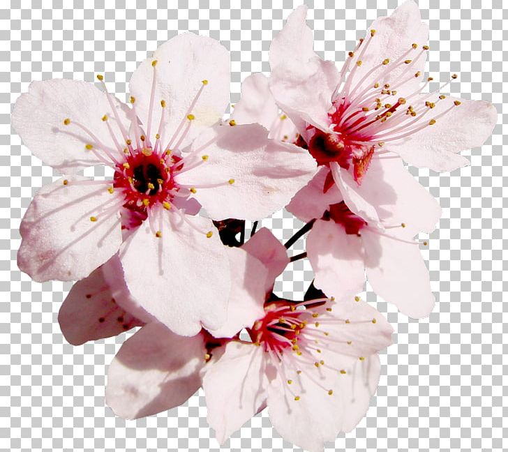 Blossom Flower Fruit Tree Floral Design PNG, Clipart, Artificial Flower, Auglis, Blossom, Branch, Cherry Blossom Free PNG Download