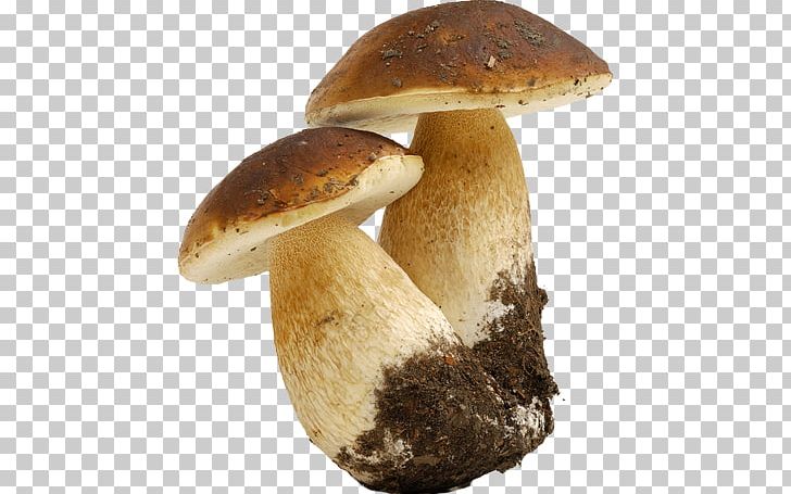 Boletus Edulis Fungus Mushroom Cep Truffle PNG, Clipart, Amanita Muscaria, Boletus, Boletus Edulis, Bread, Cep Free PNG Download