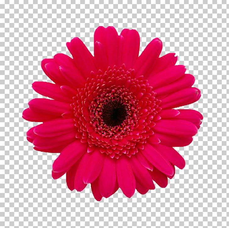 Flower Transvaal Daisy Common Daisy Stock Photography Floristry PNG, Clipart, Abstract, Background, Beautiful, Beautiful Background Pictures, Cartoon Free PNG Download