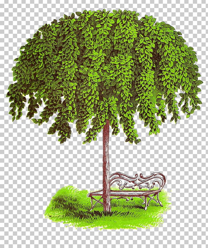 State Tree PNG, Clipart, Botanical Art, Botany, Child, Christmas Tree, Clip Art Free PNG Download