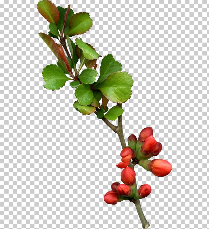 Transparency And Translucency Flower PNG, Clipart, Berry, Bones, Branch, Branches, Cherry Free PNG Download