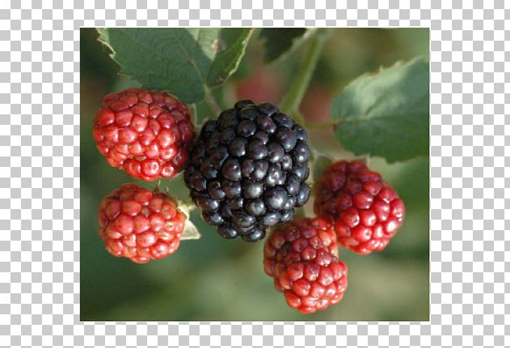 Wineberry Raspberry Osage River Cultivar PNG, Clipart,  Free PNG Download