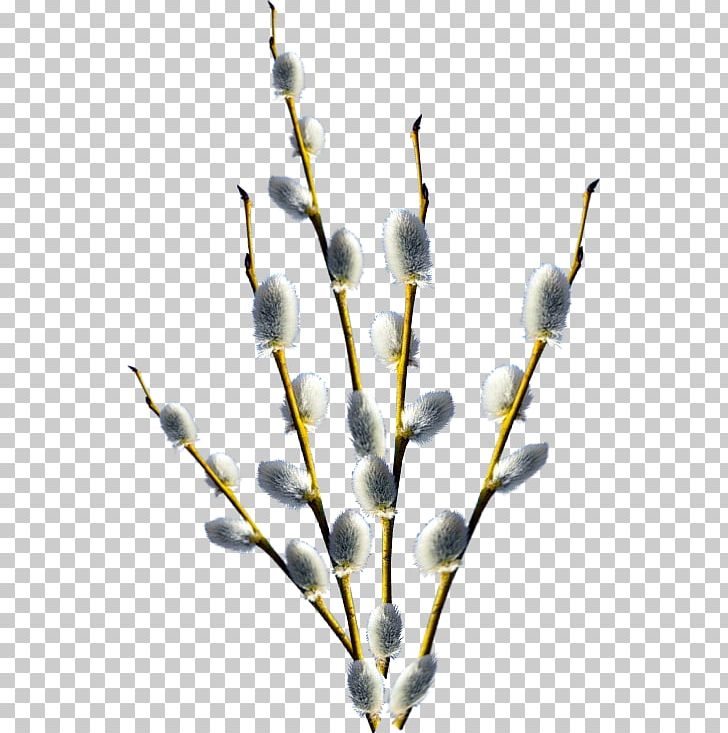 Palm Sunday 1 April Holiday Willow PNG, Clipart, 1 April, 2018, Branch, Branches, Digital Image Free PNG Download