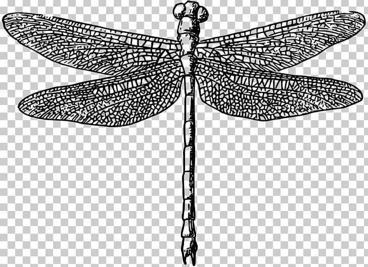 Dragonfly PNG, Clipart, Arthropod, Black And White, Butterfly, Computer Icons, Digital Image Free PNG Download