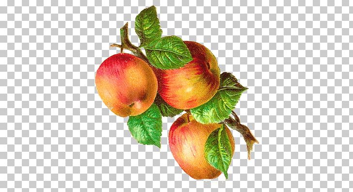 Fruit PNG, Clipart, Apple, Branch, Document, Food, Fruit Free PNG Download