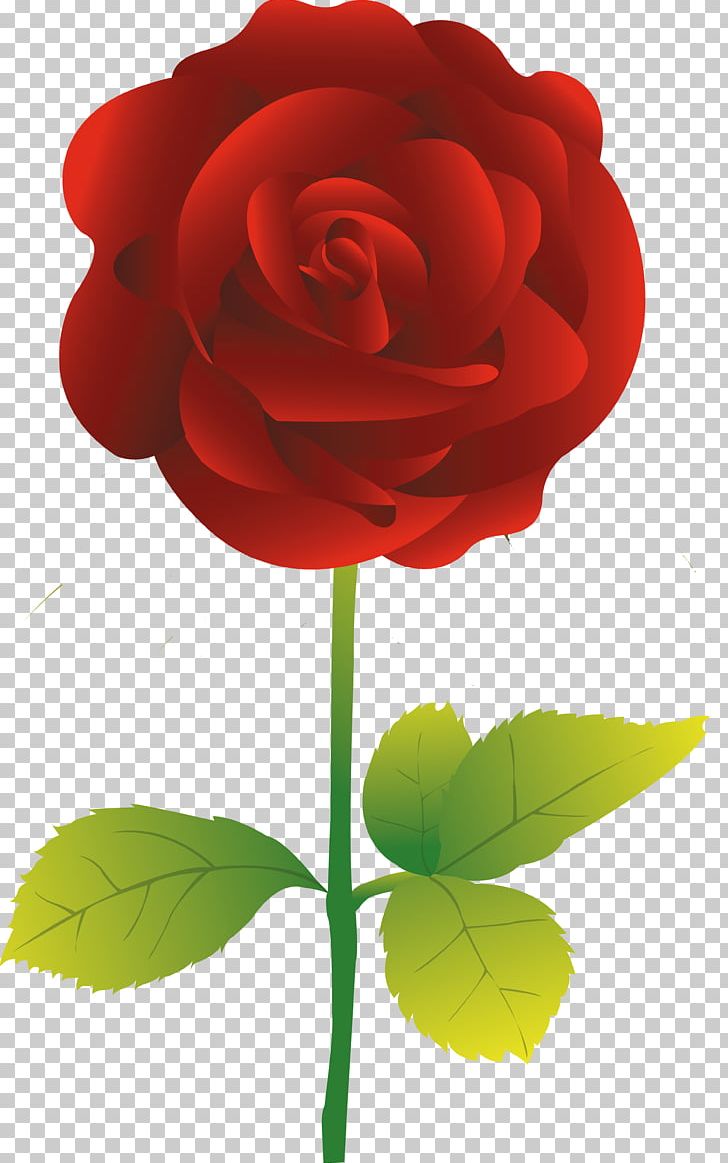 Garden Roses Flower PNG, Clipart, Blue Rose, Cut Flowers, Floral Design, Flower, Flowering Plant Free PNG Download