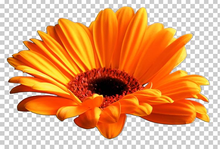 Transvaal Daisy Display Resolution PNG, Clipart, Amazon Kindle, Calendula, Cut Flowers, Daisy Family, Data Free PNG Download