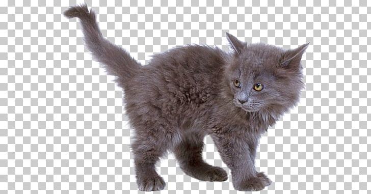 Cats PNG, Clipart, Cats Free PNG Download