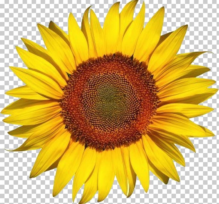 Common Sunflower Sunflower Seed PNG, Clipart, Clip Art, Closeup, Common Sunflower, Daisy Family, Desktop Wallpaper Free PNG Download