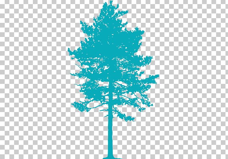 Conifers Spruce Plant Fir Pine PNG, Clipart, Bed, Branch, Christmas Tree, Conifer, Conifers Free PNG Download