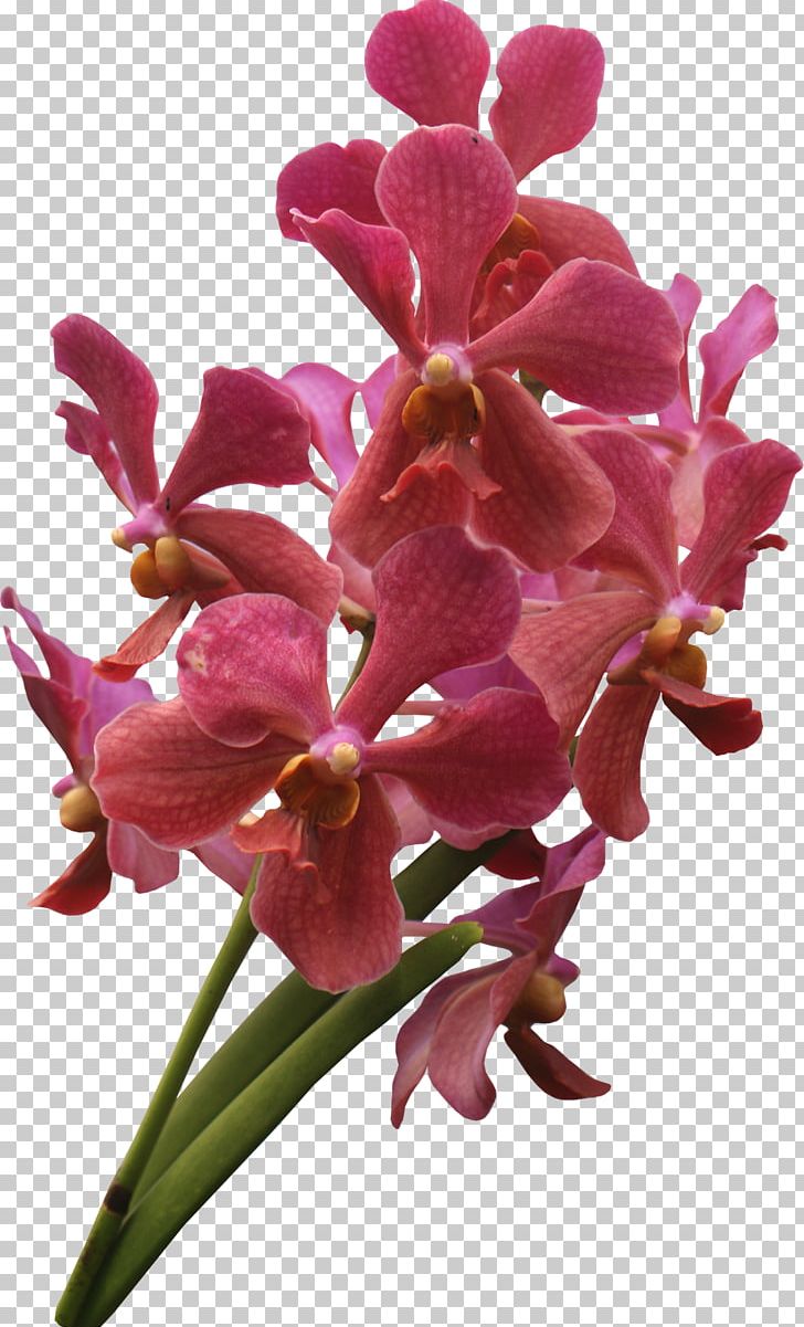 Encapsulated PostScript PNG, Clipart, Cattleya, Cattleya Orchids, Cut Flowers, Flora, Flower Free PNG Download