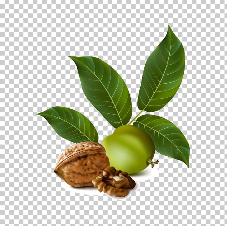 English Walnut Eastern Black Walnut PNG, Clipart, Banana Leaves, Dried Fruit, Encapsulated Postscript, Fall Leaves, Food Free PNG Download