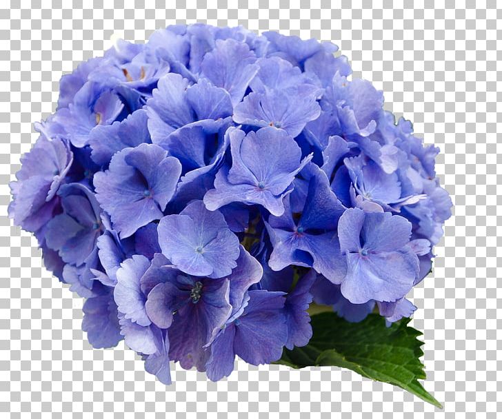 French Hydrangea Flower Blue PNG, Clipart, Annual Plant, Blue, Common Daisy, Cornales, Cut Flowers Free PNG Download