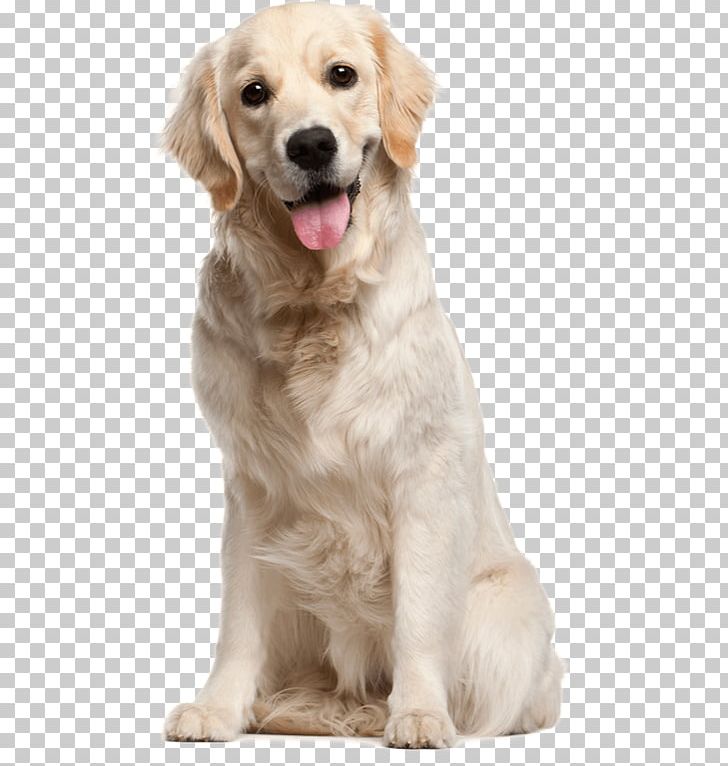 Golden Retriever Labrador Retriever Puppy Cat PNG, Clipart, Animals, Carnivoran, Companion Dog, Dog Breed, Dog Breed Group Free PNG Download