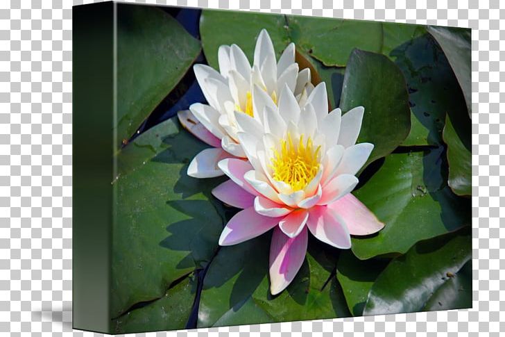 MTN Group Lotus-m PNG, Clipart, Aquatic Plant, Flora, Flower, Flowering Plant, Lotus Free PNG Download