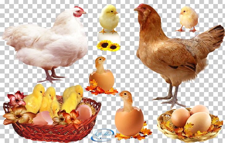 Rooster Roast Chicken Egg Hen PNG, Clipart, Animals, Chicken, Chicken Coop, Chicken Egg, Chicken Or The Egg Free PNG Download