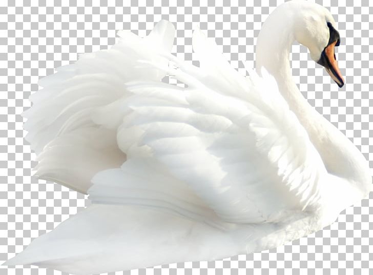 Cygnini Duck Bird PNG, Clipart, Animals, Animals Goose, Beak, Birds, Black Swan Free PNG Download